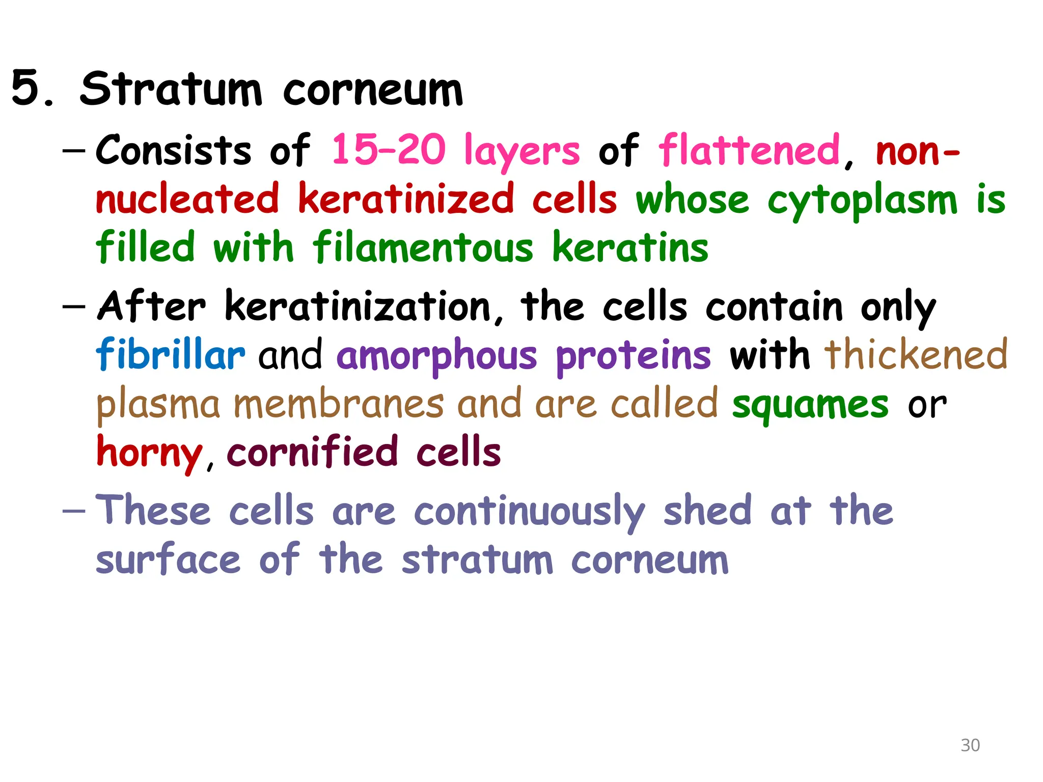 5. Stratum corneum
– Consists of 15–20 layers of flattened, non-
nucleated keratinized cells whose cytoplasm is
filled with filamentous keratins
– After keratinization, the cells contain only
fibrillar and amorphous proteins with thickened
plasma membranes and are called squames or
horny, cornified cells
– These cells are continuously shed at the
surface of the stratum corneum
30
 