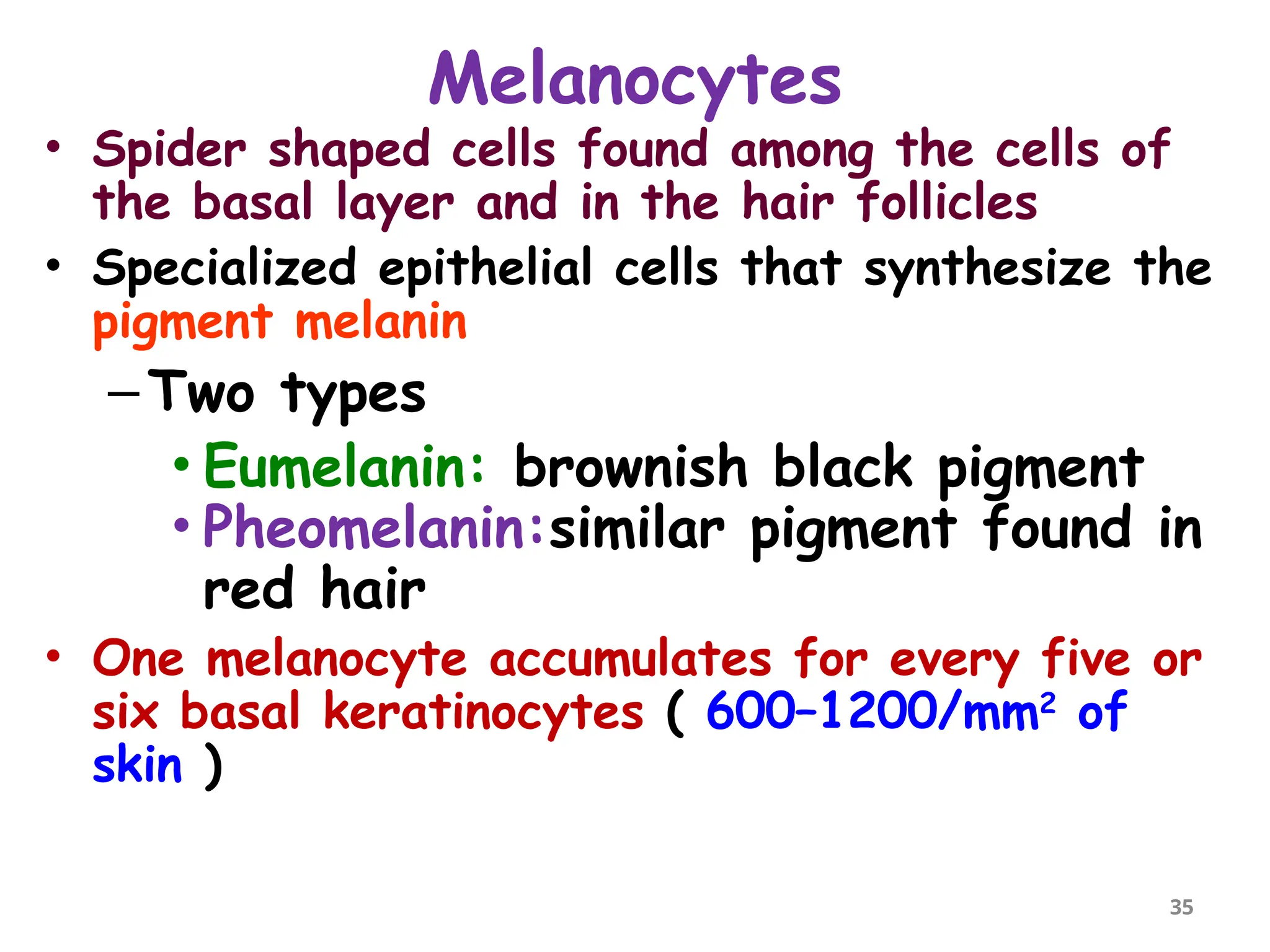 Melanocytes
• Spider shaped cells found among the cells of
the basal layer and in the hair follicles
• Specialized epithelial cells that synthesize the
pigment melanin
–Two types
• Eumelanin: brownish black pigment
• Pheomelanin:similar pigment found in
red hair
• One melanocyte accumulates for every five or
six basal keratinocytes ( 600–1200/mm2
of
skin )
35
 