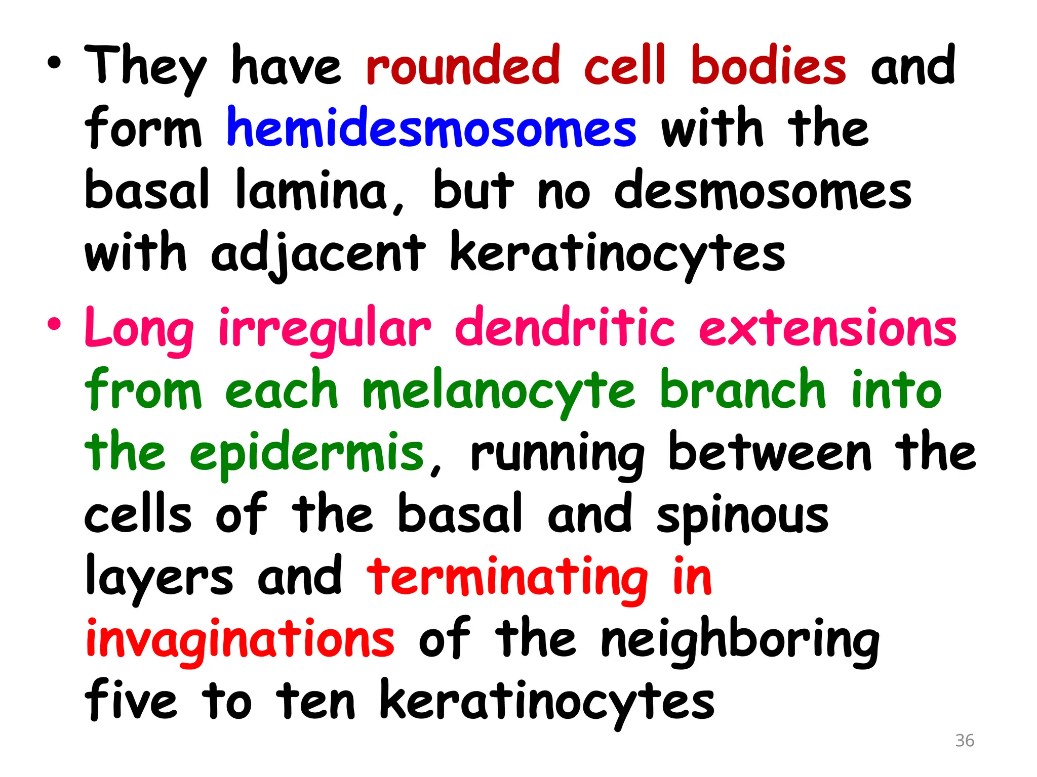 • They have rounded cell bodies and
form hemidesmosomes with the
basal lamina, but no desmosomes
with adjacent keratinocytes
• Long irregular dendritic extensions
from each melanocyte branch into
the epidermis, running between the
cells of the basal and spinous
layers and terminating in
invaginations of the neighboring
five to ten keratinocytes
36
 