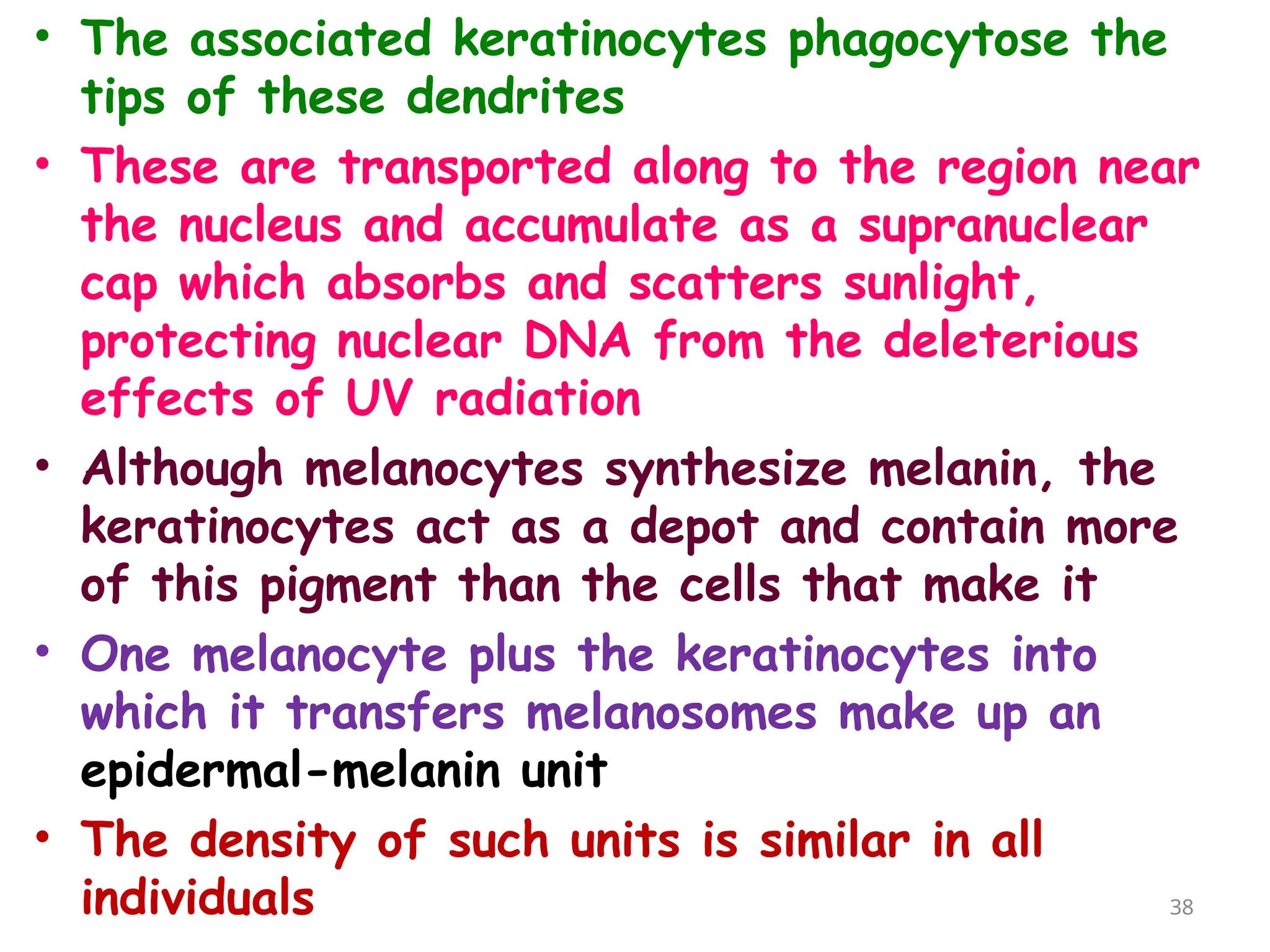 • The associated keratinocytes phagocytose the
tips of these dendrites
• These are transported along to the region near
the nucleus and accumulate as a supranuclear
cap which absorbs and scatters sunlight,
protecting nuclear DNA from the deleterious
effects of UV radiation
• Although melanocytes synthesize melanin, the
keratinocytes act as a depot and contain more
of this pigment than the cells that make it
• One melanocyte plus the keratinocytes into
which it transfers melanosomes make up an
epidermal-melanin unit
• The density of such units is similar in all
individuals 38
 
