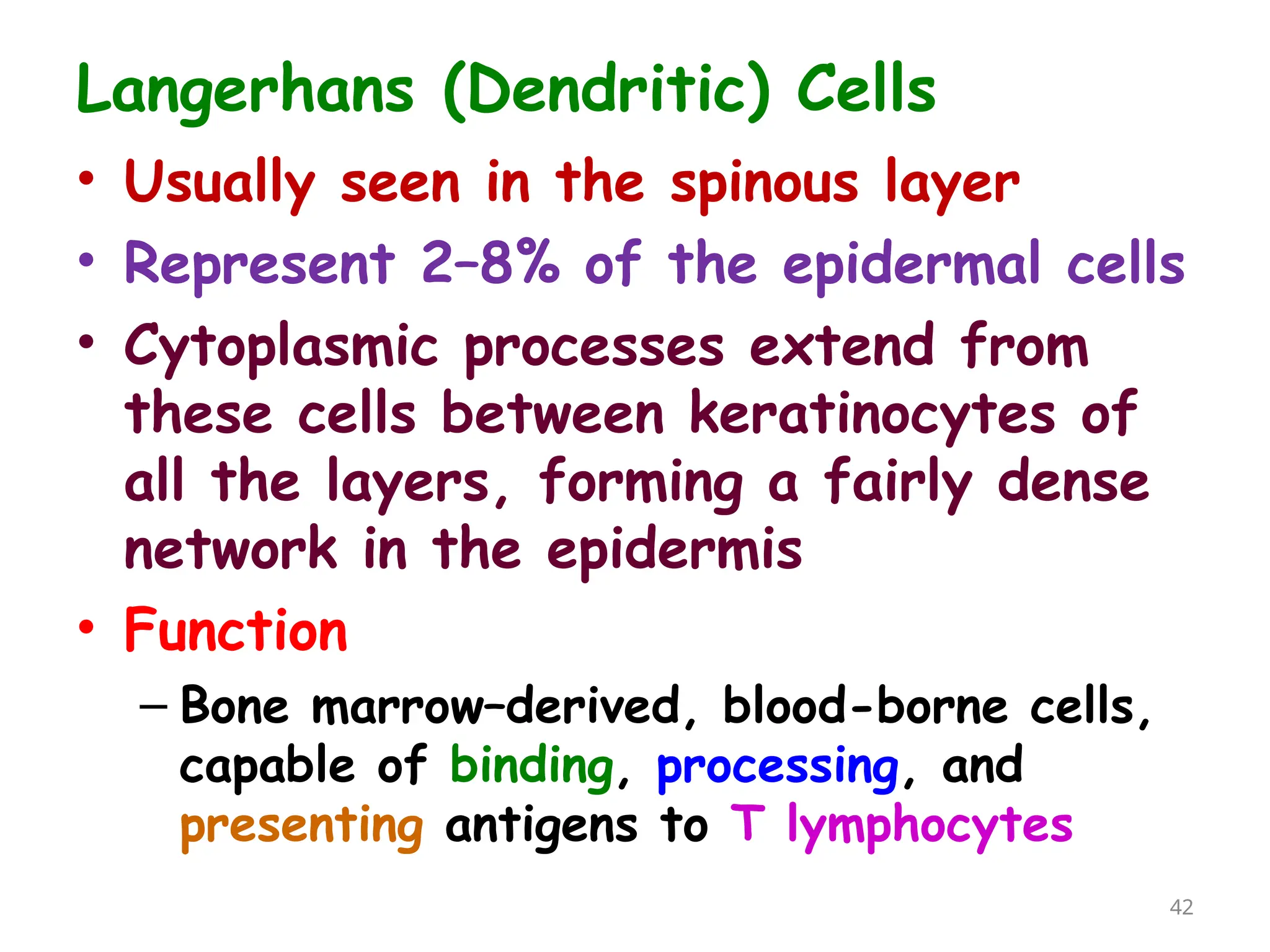 Langerhans (Dendritic) Cells
• Usually seen in the spinous layer
• Represent 2–8% of the epidermal cells
• Cytoplasmic processes extend from
these cells between keratinocytes of
all the layers, forming a fairly dense
network in the epidermis
• Function
– Bone marrow–derived, blood-borne cells,
capable of binding, processing, and
presenting antigens to T lymphocytes
42
 