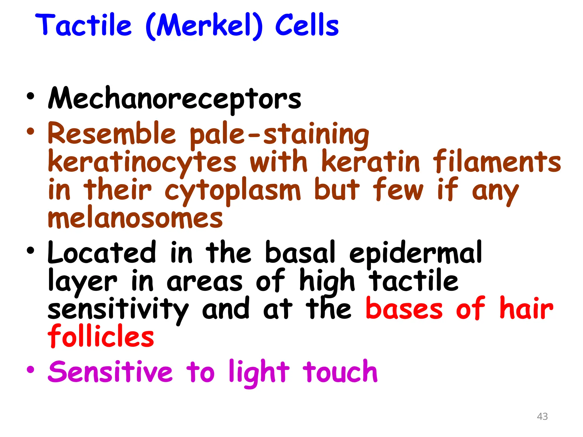 Tactile (Merkel) Cells
• Mechanoreceptors
• Resemble pale-staining
keratinocytes with keratin filaments
in their cytoplasm but few if any
melanosomes
• Located in the basal epidermal
layer in areas of high tactile
sensitivity and at the bases of hair
follicles
• Sensitive to light touch
43
 