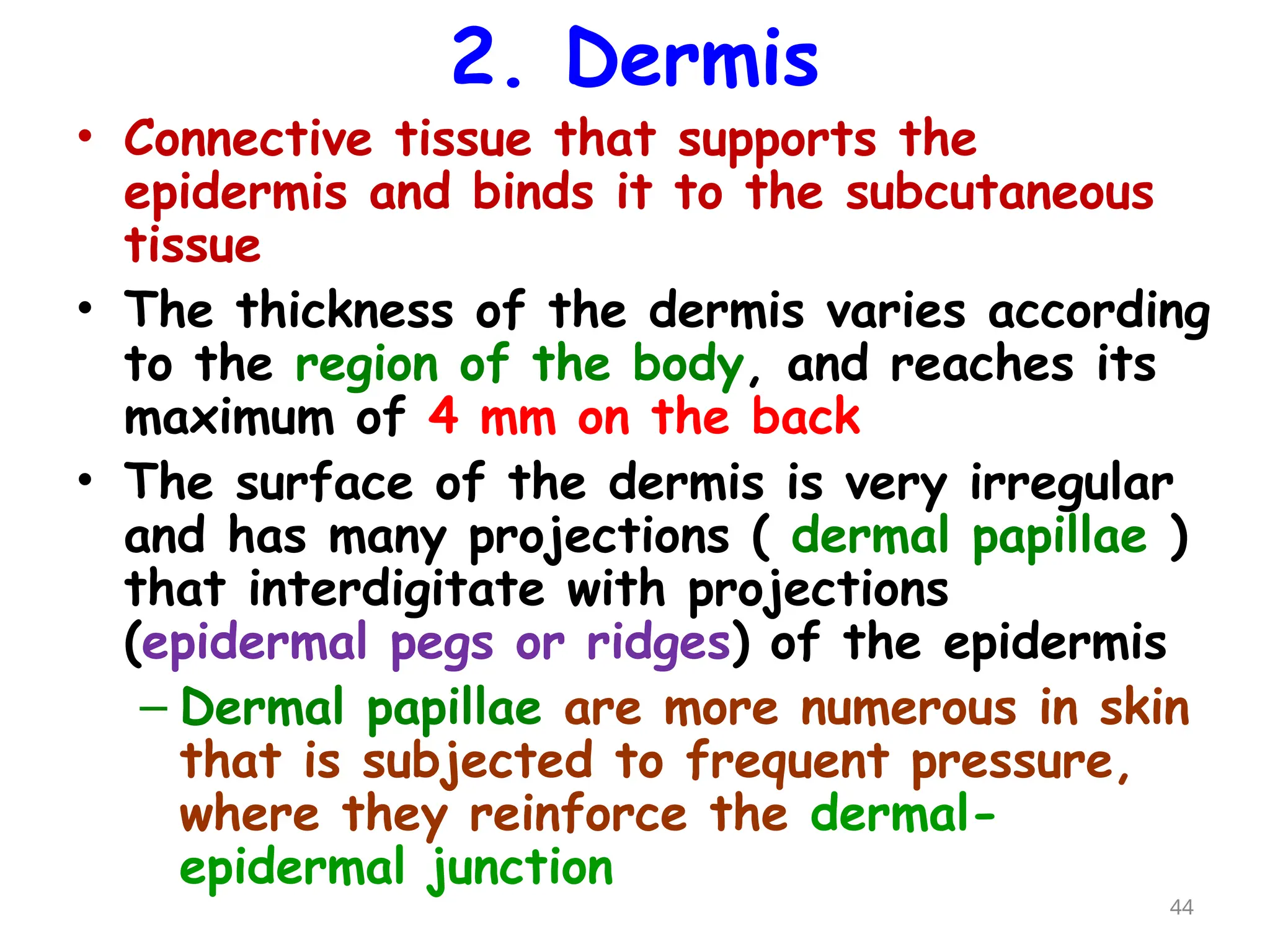 2. Dermis
• Connective tissue that supports the
epidermis and binds it to the subcutaneous
tissue
• The thickness of the dermis varies according
to the region of the body, and reaches its
maximum of 4 mm on the back
• The surface of the dermis is very irregular
and has many projections ( dermal papillae )
that interdigitate with projections
(epidermal pegs or ridges) of the epidermis
– Dermal papillae are more numerous in skin
that is subjected to frequent pressure,
where they reinforce the dermal-
epidermal junction
44
 