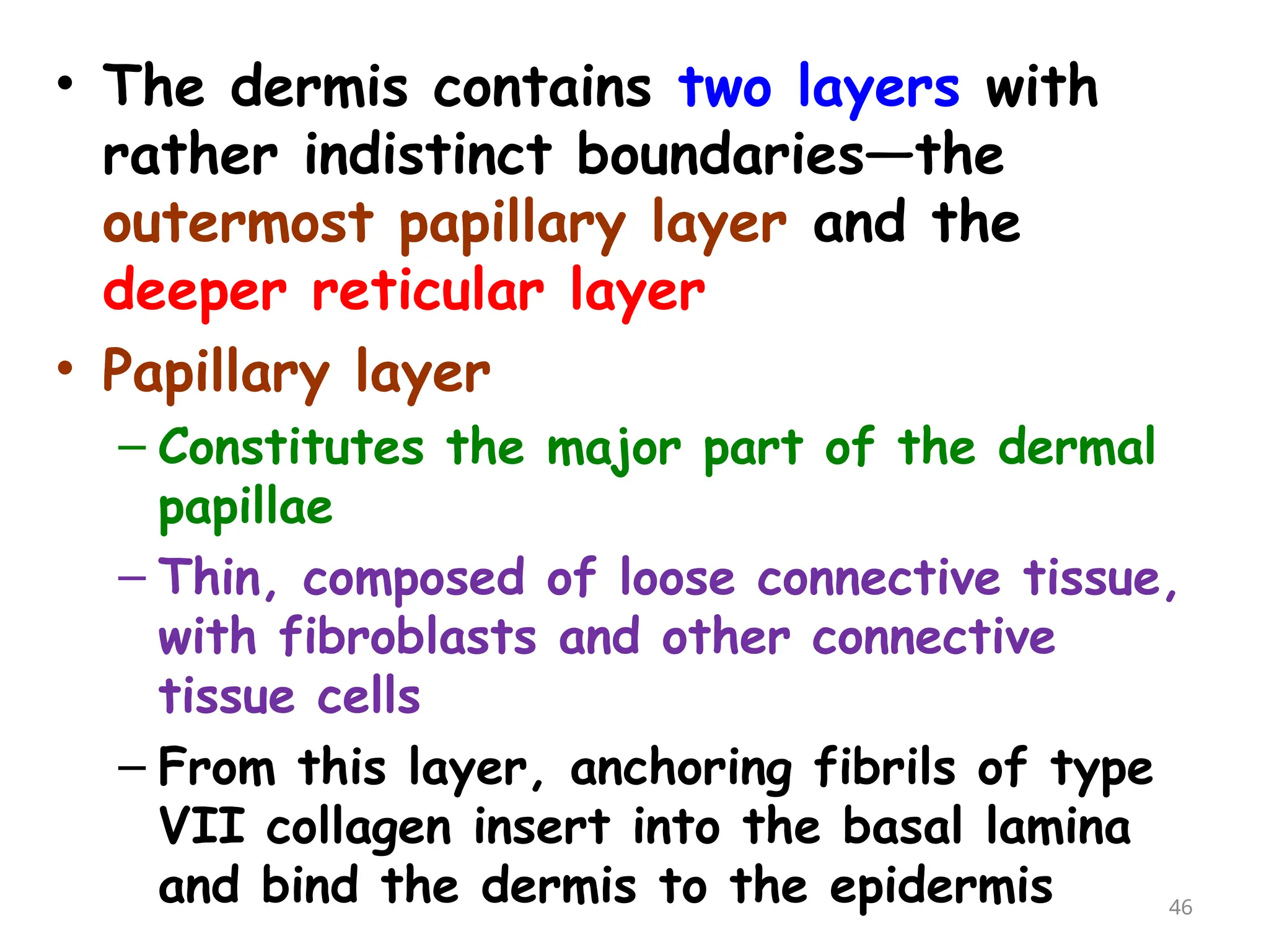 • The dermis contains two layers with
rather indistinct boundaries—the
outermost papillary layer and the
deeper reticular layer
• Papillary layer
– Constitutes the major part of the dermal
papillae
– Thin, composed of loose connective tissue,
with fibroblasts and other connective
tissue cells
– From this layer, anchoring fibrils of type
VII collagen insert into the basal lamina
and bind the dermis to the epidermis 46
 