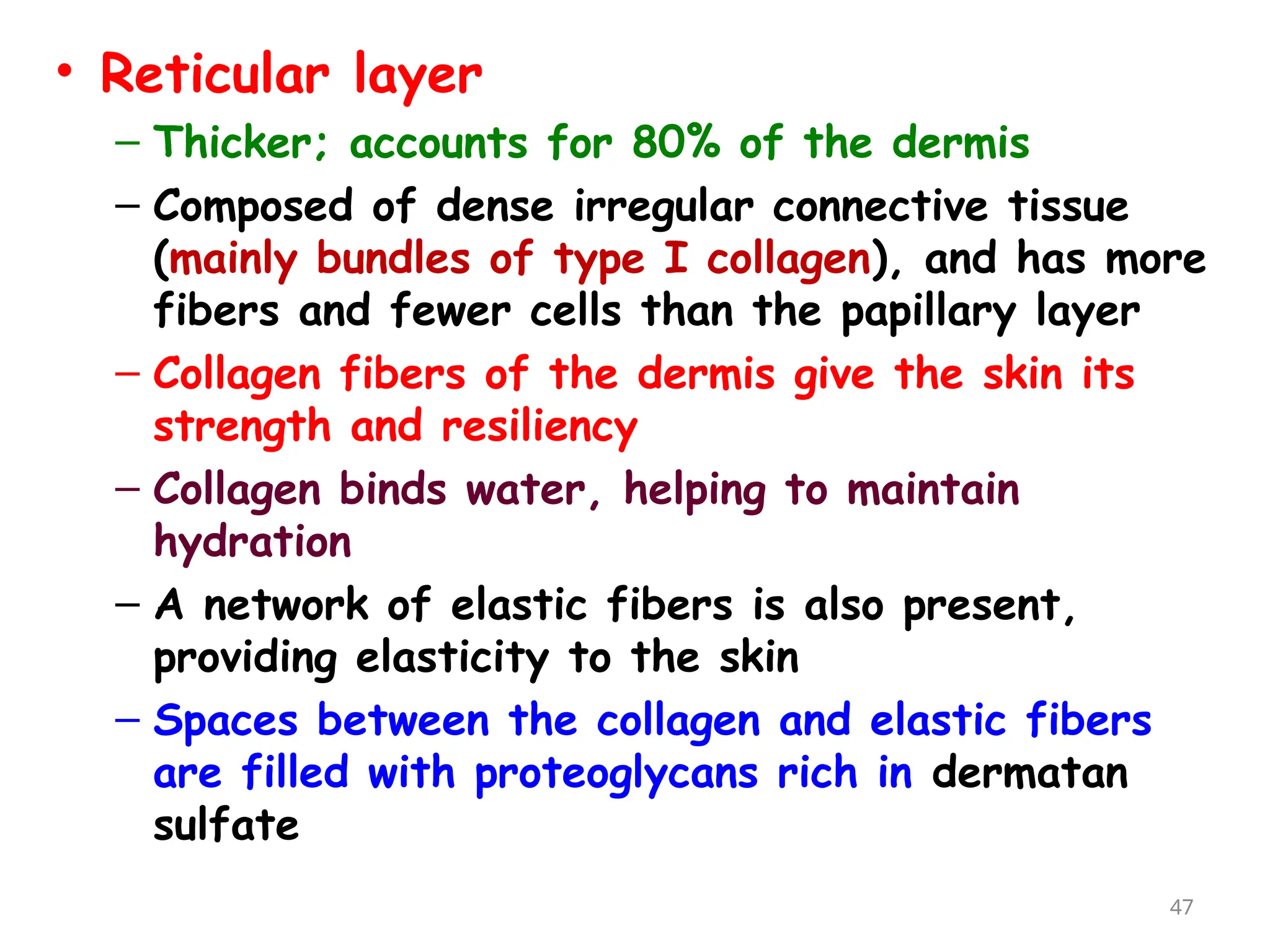 • Reticular layer
– Thicker; accounts for 80% of the dermis
– Composed of dense irregular connective tissue
(mainly bundles of type I collagen), and has more
fibers and fewer cells than the papillary layer
– Collagen fibers of the dermis give the skin its
strength and resiliency
– Collagen binds water, helping to maintain
hydration
– A network of elastic fibers is also present,
providing elasticity to the skin
– Spaces between the collagen and elastic fibers
are filled with proteoglycans rich in dermatan
sulfate
47
 