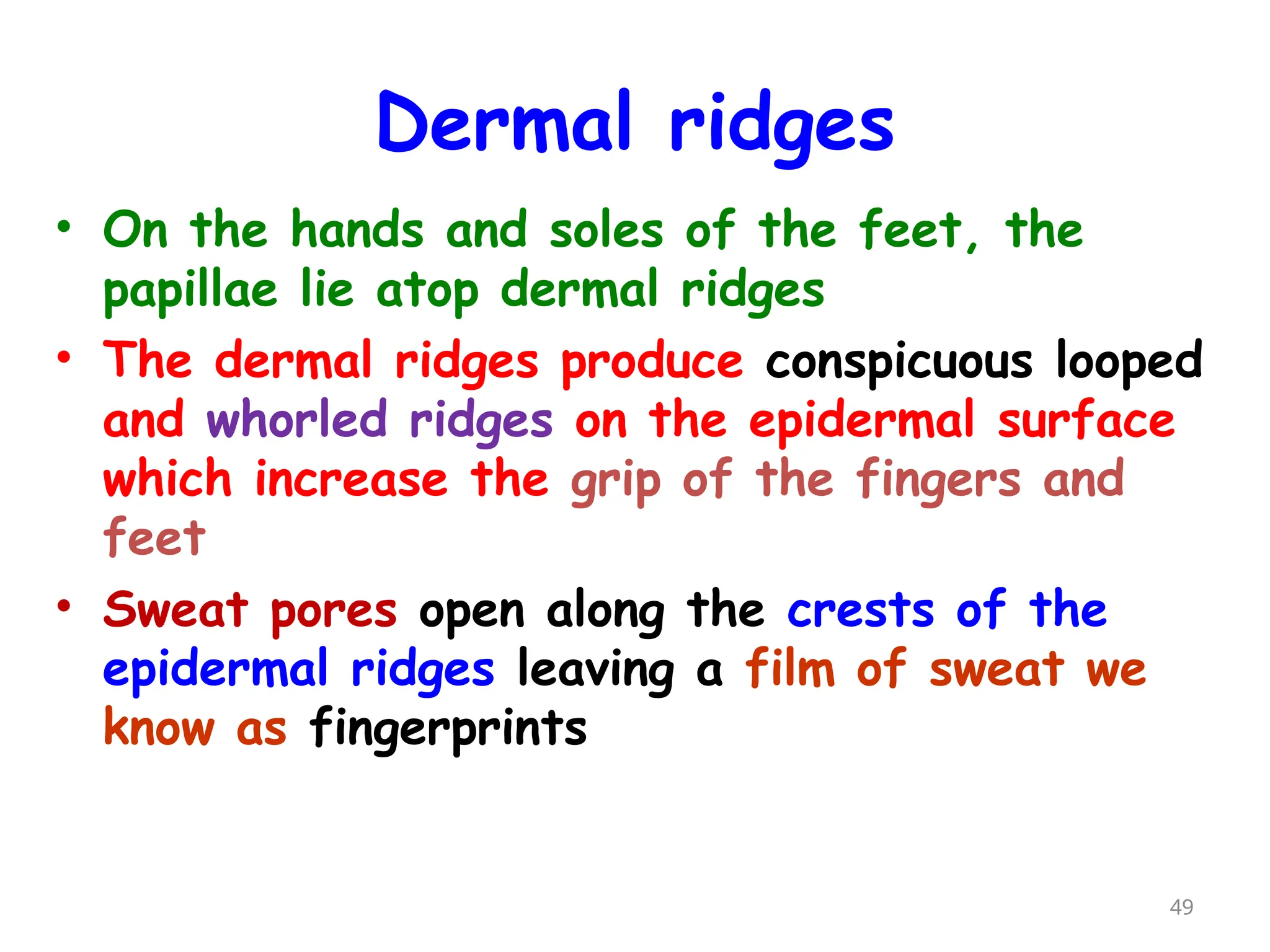 Dermal ridges
49
• On the hands and soles of the feet, the
papillae lie atop dermal ridges
• The dermal ridges produce conspicuous looped
and whorled ridges on the epidermal surface
which increase the grip of the fingers and
feet
• Sweat pores open along the crests of the
epidermal ridges leaving a film of sweat we
know as fingerprints
 