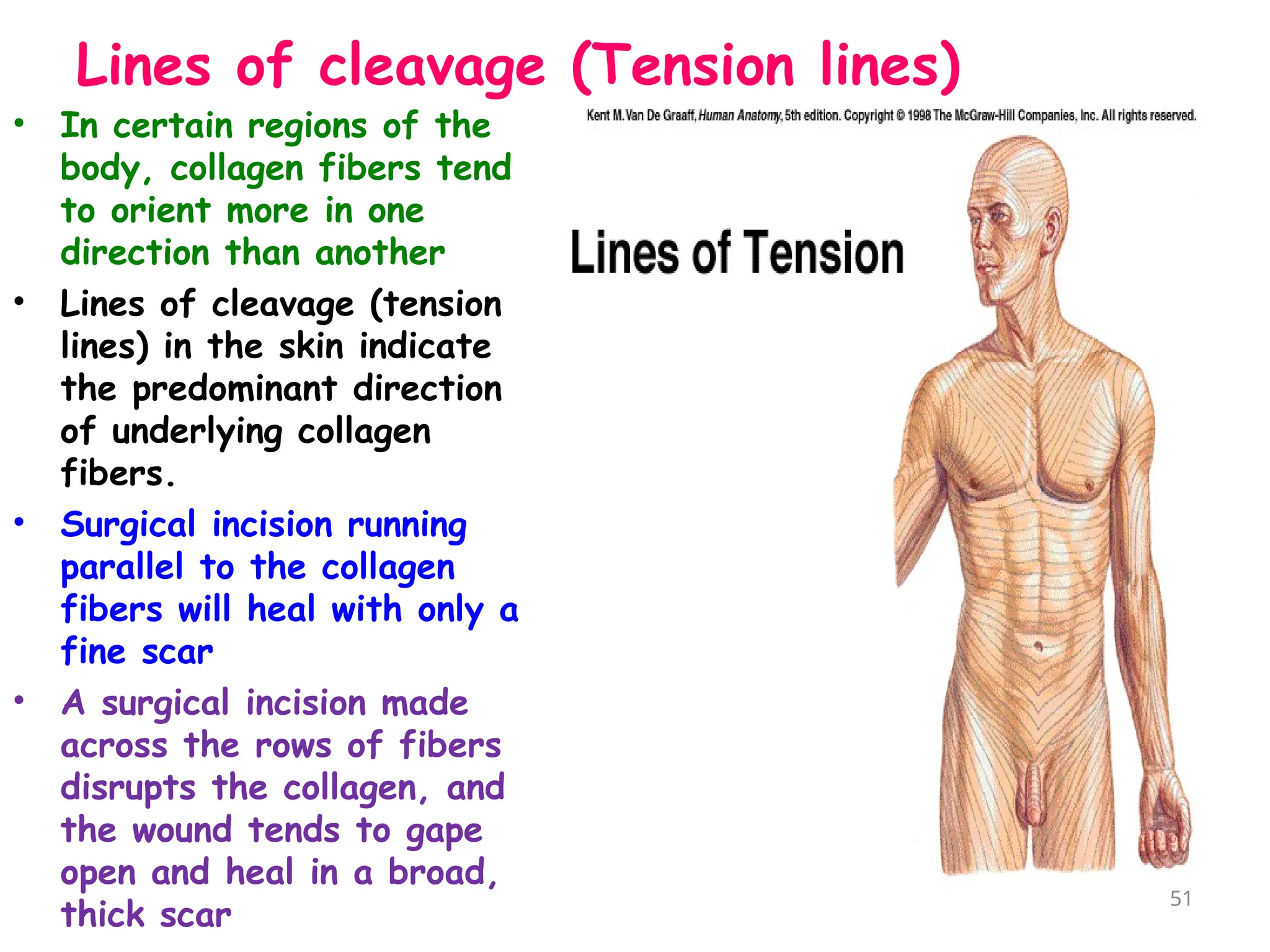 Lines of cleavage (Tension lines)
• In certain regions of the
body, collagen fibers tend
to orient more in one
direction than another
• Lines of cleavage (tension
lines) in the skin indicate
the predominant direction
of underlying collagen
fibers.
• Surgical incision running
parallel to the collagen
fibers will heal with only a
fine scar
• A surgical incision made
across the rows of fibers
disrupts the collagen, and
the wound tends to gape
open and heal in a broad,
thick scar
51
 