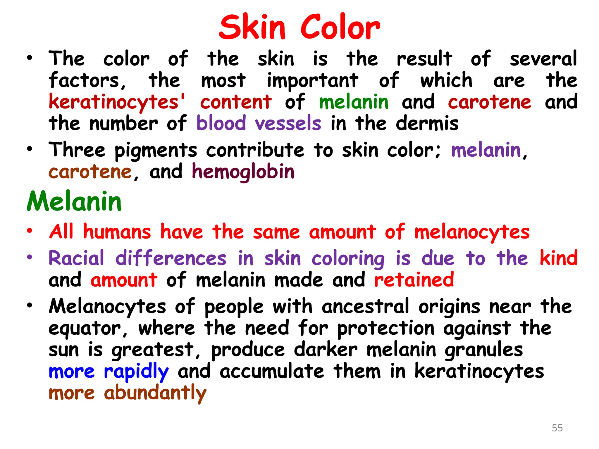 Skin Color
• The color of the skin is the result of several
factors, the most important of which are the
keratinocytes' content of melanin and carotene and
the number of blood vessels in the dermis
• Three pigments contribute to skin color; melanin,
carotene, and hemoglobin
Melanin
• All humans have the same amount of melanocytes
• Racial differences in skin coloring is due to the kind
and amount of melanin made and retained
• Melanocytes of people with ancestral origins near the
equator, where the need for protection against the
sun is greatest, produce darker melanin granules
more rapidly and accumulate them in keratinocytes
more abundantly
55
 