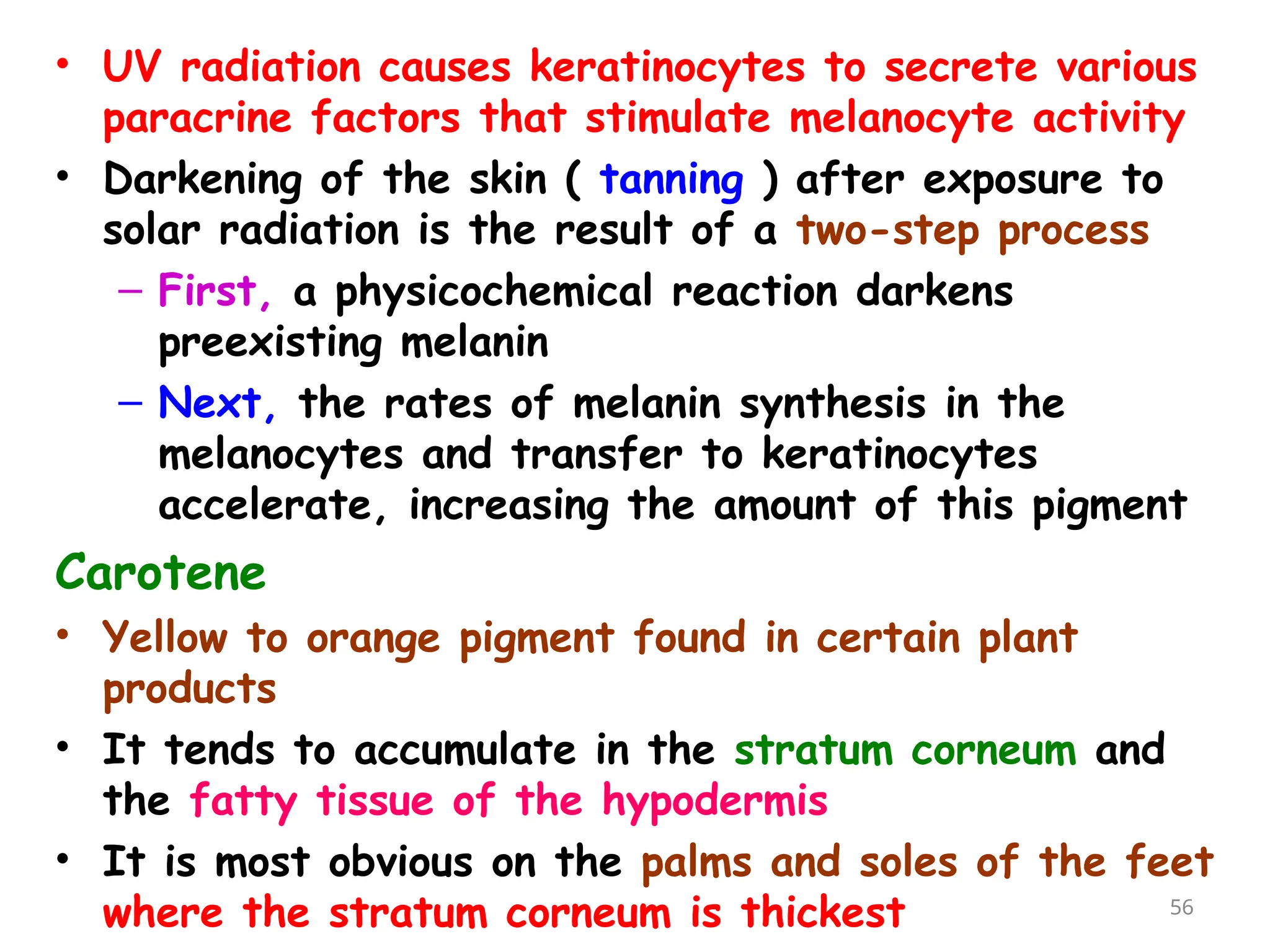 • UV radiation causes keratinocytes to secrete various
paracrine factors that stimulate melanocyte activity
• Darkening of the skin ( tanning ) after exposure to
solar radiation is the result of a two-step process
– First, a physicochemical reaction darkens
preexisting melanin
– Next, the rates of melanin synthesis in the
melanocytes and transfer to keratinocytes
accelerate, increasing the amount of this pigment
Carotene
• Yellow to orange pigment found in certain plant
products
• It tends to accumulate in the stratum corneum and
the fatty tissue of the hypodermis
• It is most obvious on the palms and soles of the feet
where the stratum corneum is thickest 56
 