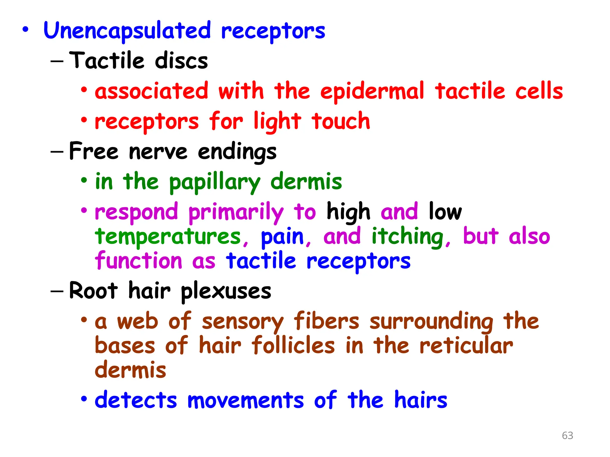 • Unencapsulated receptors
– Tactile discs
• associated with the epidermal tactile cells
• receptors for light touch
– Free nerve endings
• in the papillary dermis
• respond primarily to high and low
temperatures, pain, and itching, but also
function as tactile receptors
– Root hair plexuses
• a web of sensory fibers surrounding the
bases of hair follicles in the reticular
dermis
• detects movements of the hairs
63
 