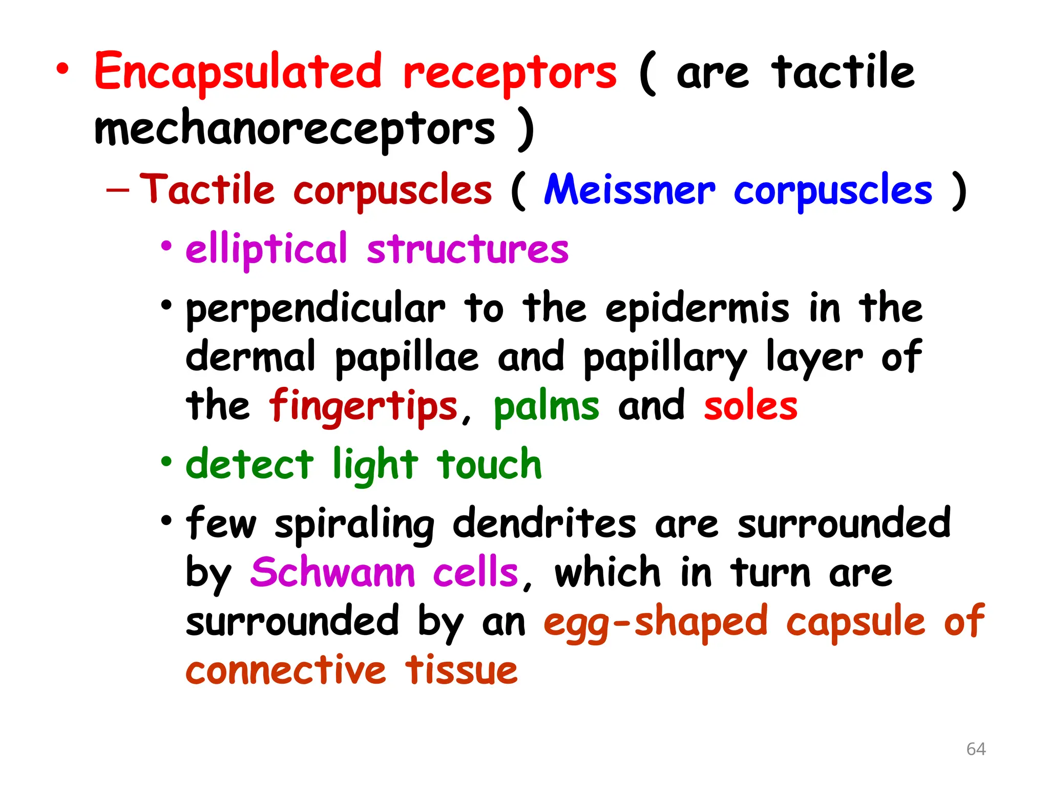 • Encapsulated receptors ( are tactile
mechanoreceptors )
– Tactile corpuscles ( Meissner corpuscles )
• elliptical structures
• perpendicular to the epidermis in the
dermal papillae and papillary layer of
the fingertips, palms and soles
• detect light touch
• few spiraling dendrites are surrounded
by Schwann cells, which in turn are
surrounded by an egg-shaped capsule of
connective tissue
64
 