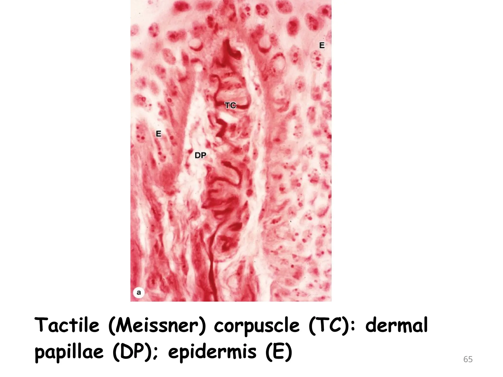 Tactile (Meissner) corpuscle (TC): dermal
papillae (DP); epidermis (E) 65
 