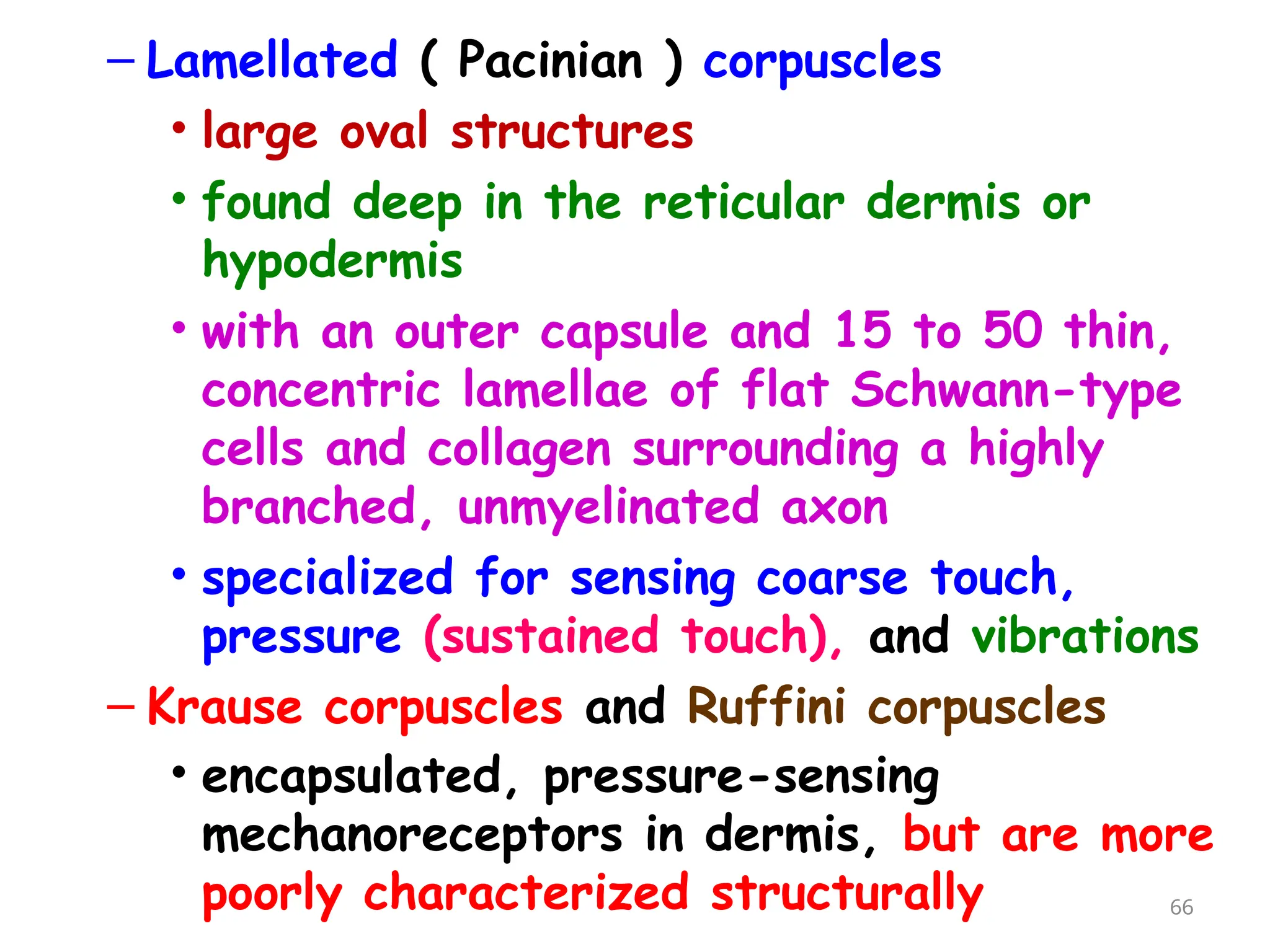 – Lamellated ( Pacinian ) corpuscles
• large oval structures
• found deep in the reticular dermis or
hypodermis
• with an outer capsule and 15 to 50 thin,
concentric lamellae of flat Schwann-type
cells and collagen surrounding a highly
branched, unmyelinated axon
• specialized for sensing coarse touch,
pressure (sustained touch), and vibrations
– Krause corpuscles and Ruffini corpuscles
• encapsulated, pressure-sensing
mechanoreceptors in dermis, but are more
poorly characterized structurally 66
 