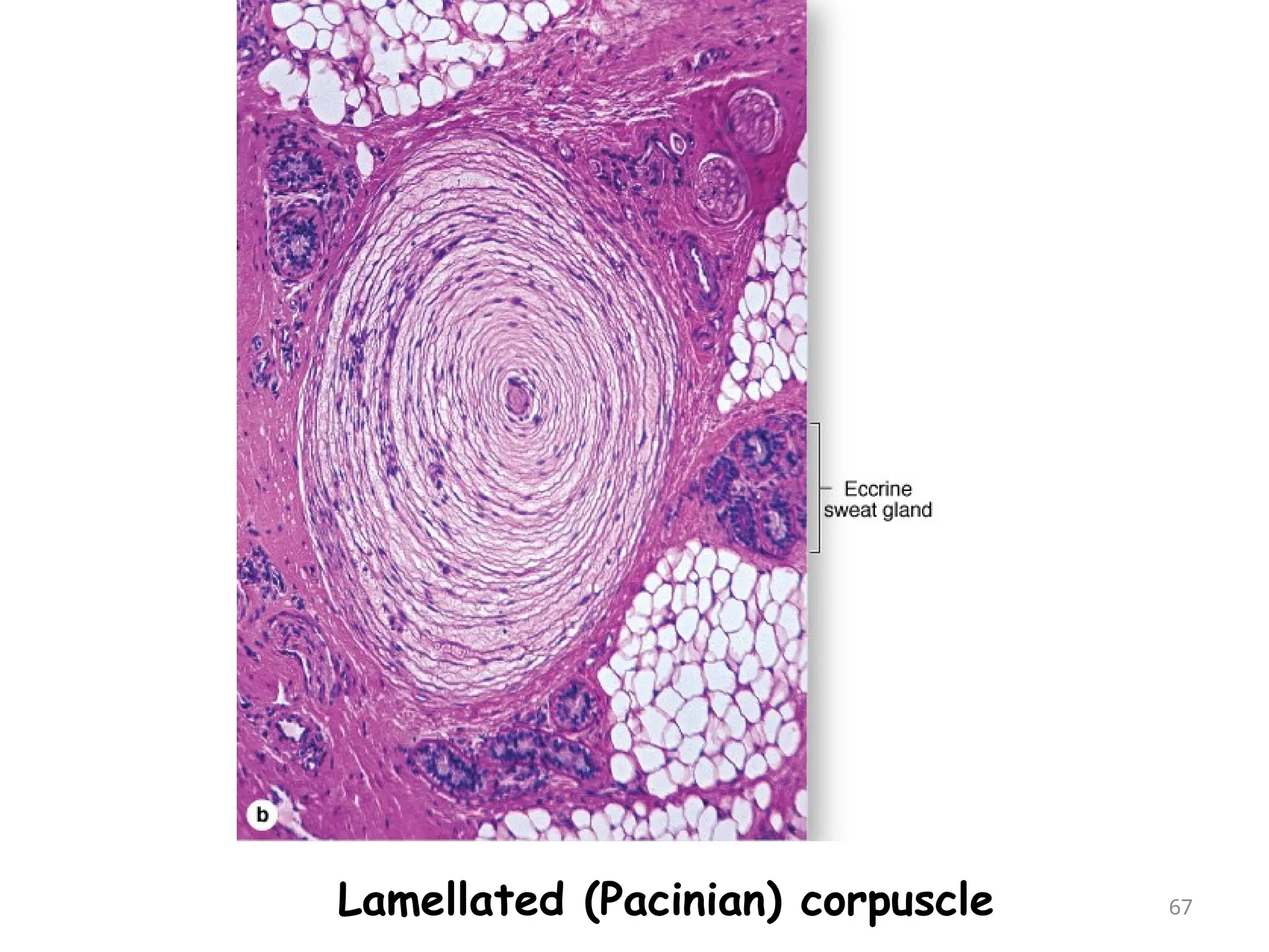 Lamellated (Pacinian) corpuscle 67
 