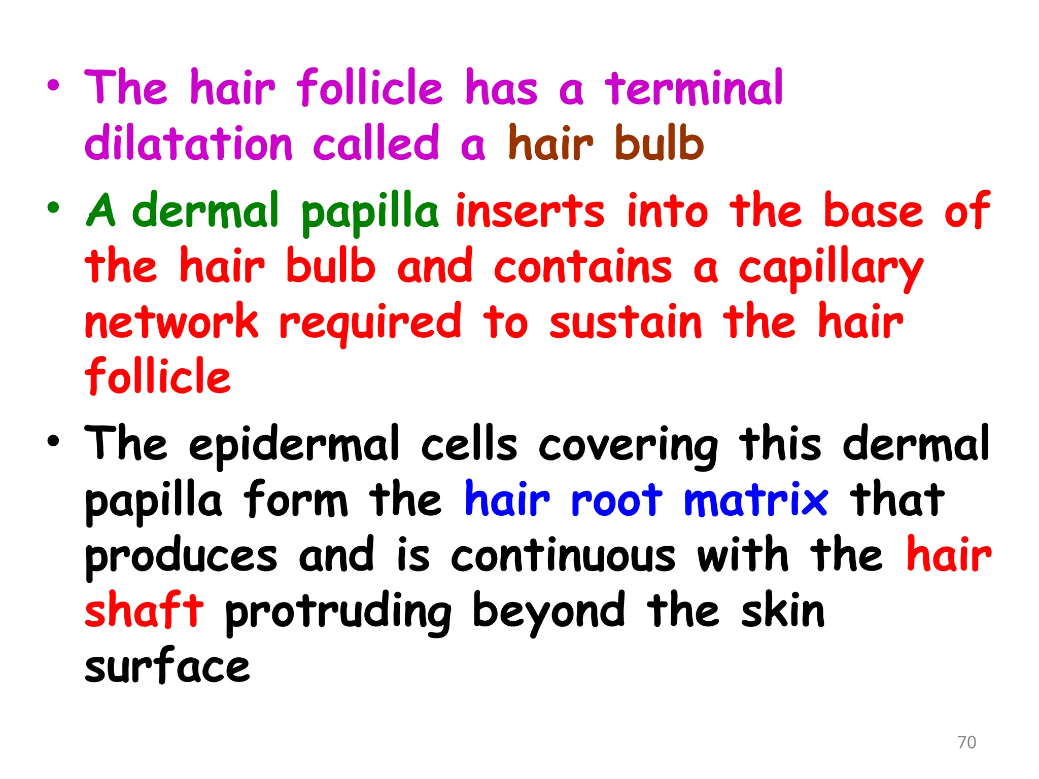 • The hair follicle has a terminal
dilatation called a hair bulb
• A dermal papilla inserts into the base of
the hair bulb and contains a capillary
network required to sustain the hair
follicle
• The epidermal cells covering this dermal
papilla form the hair root matrix that
produces and is continuous with the hair
shaft protruding beyond the skin
surface
70
 