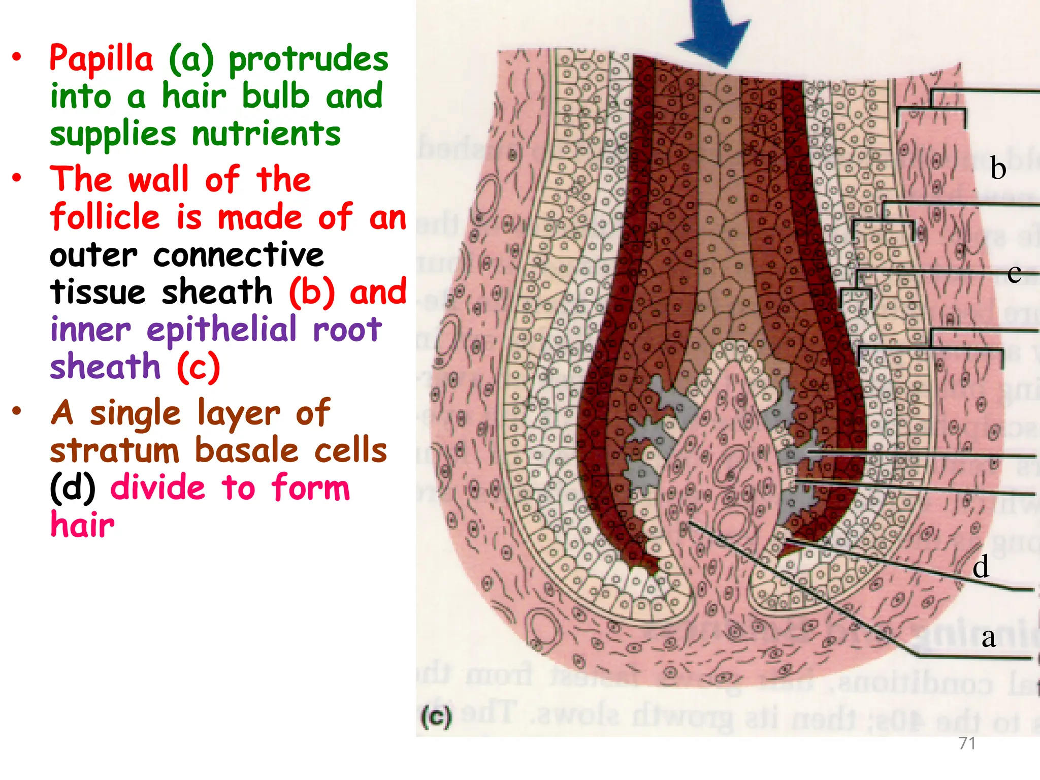 • Papilla (a) protrudes
into a hair bulb and
supplies nutrients
• The wall of the
follicle is made of an
outer connective
tissue sheath (b) and
inner epithelial root
sheath (c)
• A single layer of
stratum basale cells
(d) divide to form
hair
71
a
c
d
b
 