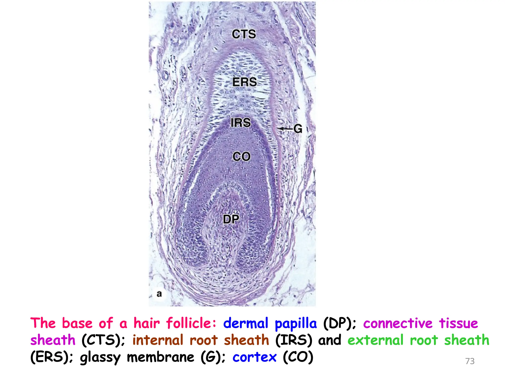 The base of a hair follicle: dermal papilla (DP); connective tissue
sheath (CTS); internal root sheath (IRS) and external root sheath
(ERS); glassy membrane (G); cortex (CO) 73
 