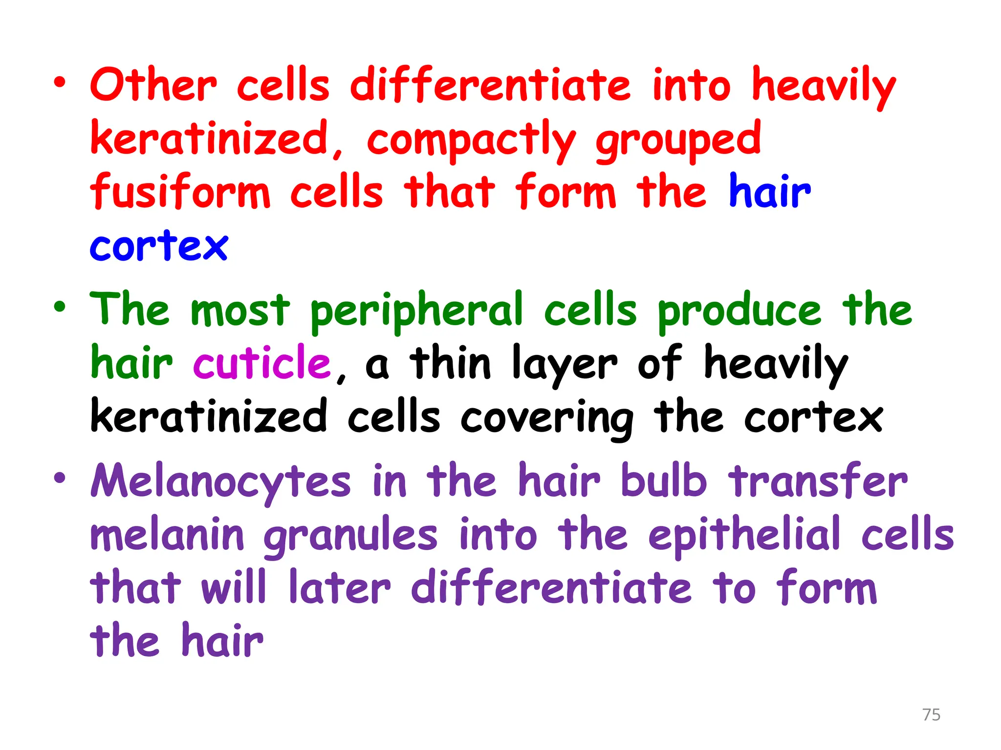 • Other cells differentiate into heavily
keratinized, compactly grouped
fusiform cells that form the hair
cortex
• The most peripheral cells produce the
hair cuticle, a thin layer of heavily
keratinized cells covering the cortex
• Melanocytes in the hair bulb transfer
melanin granules into the epithelial cells
that will later differentiate to form
the hair
75
 