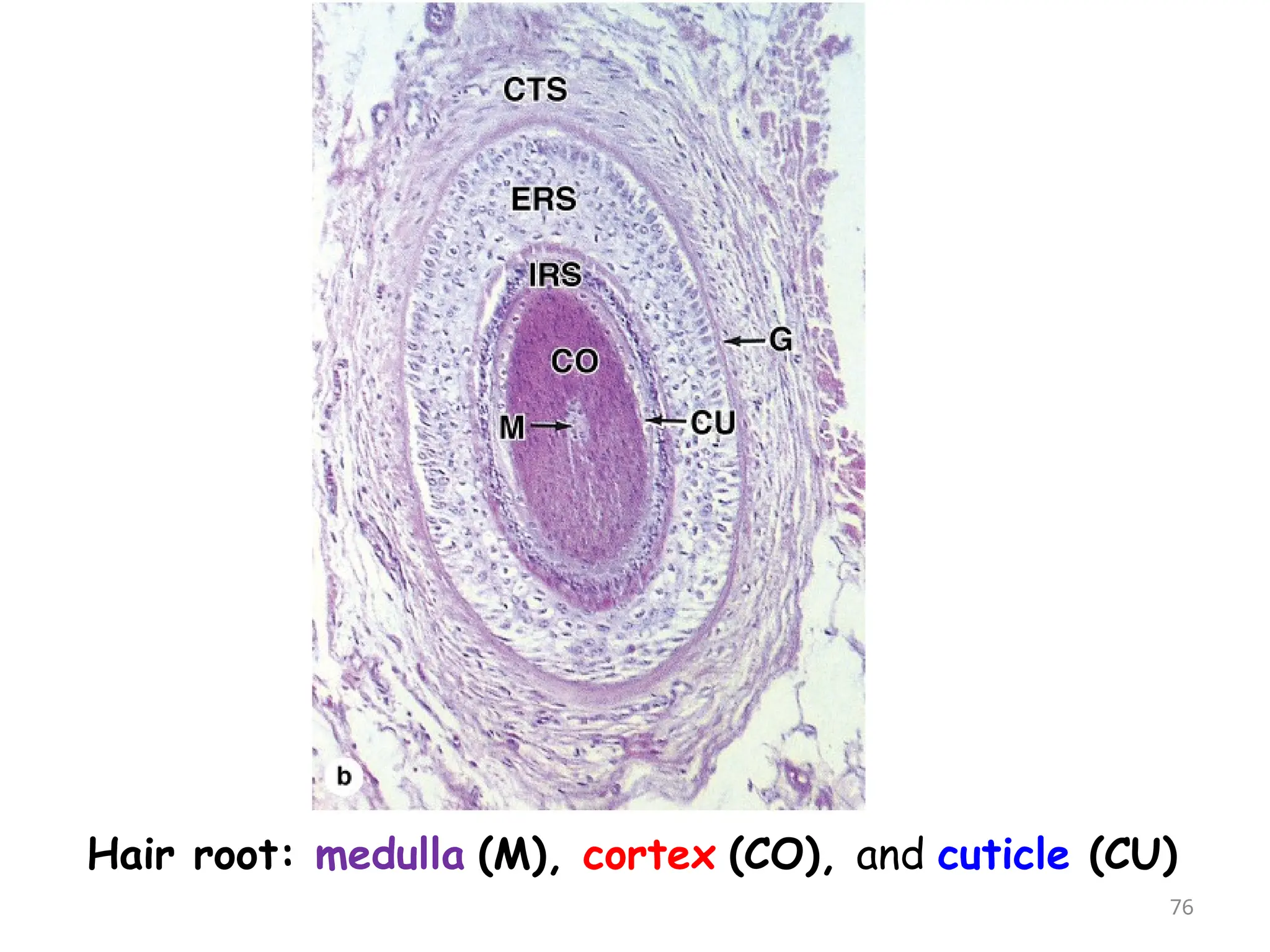 Hair root: medulla (M), cortex (CO), and cuticle (CU)
76
 