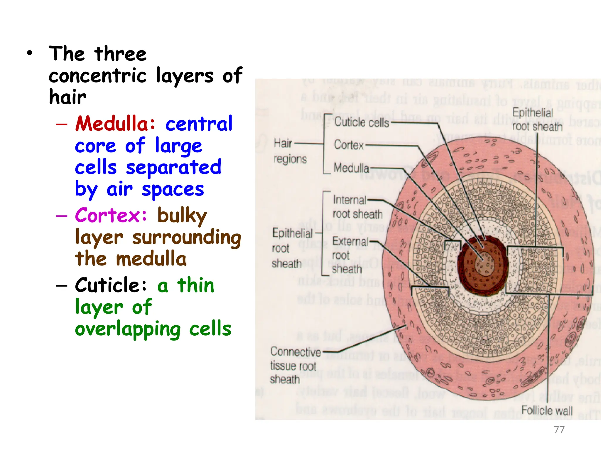 • The three
concentric layers of
hair
– Medulla: central
core of large
cells separated
by air spaces
– Cortex: bulky
layer surrounding
the medulla
– Cuticle: a thin
layer of
overlapping cells
77
 