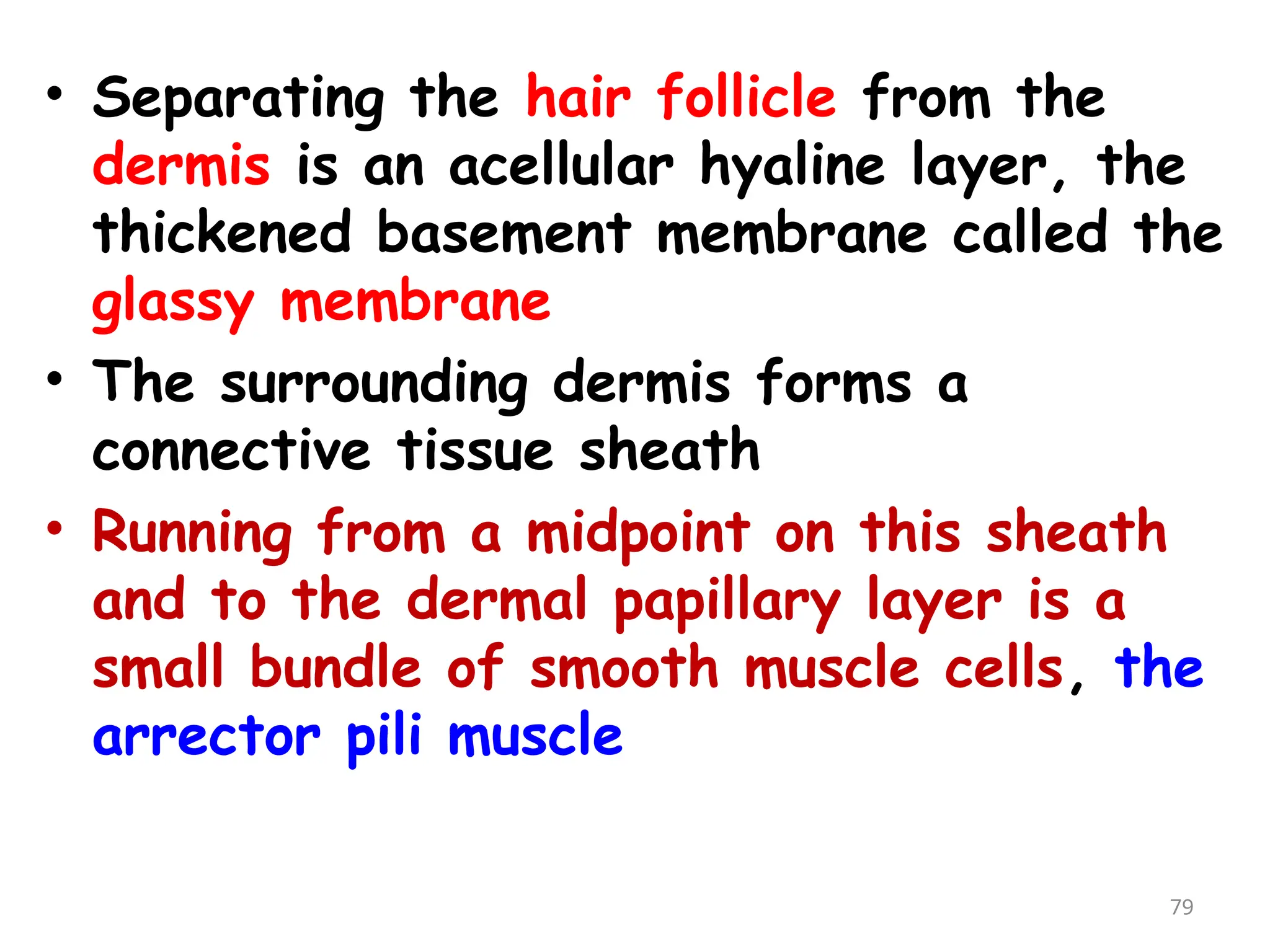 • Separating the hair follicle from the
dermis is an acellular hyaline layer, the
thickened basement membrane called the
glassy membrane
• The surrounding dermis forms a
connective tissue sheath
• Running from a midpoint on this sheath
and to the dermal papillary layer is a
small bundle of smooth muscle cells, the
arrector pili muscle
79
 
