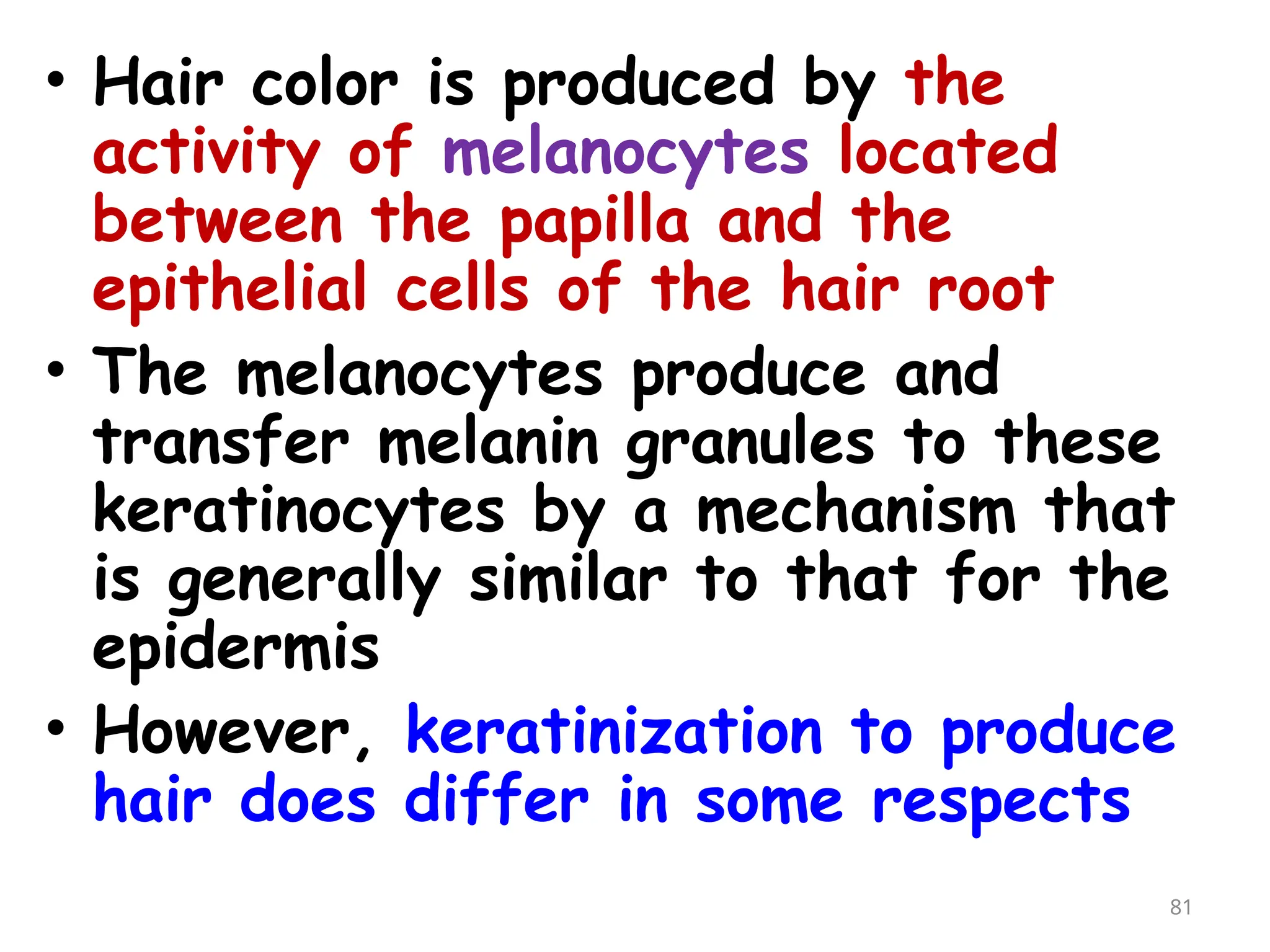 • Hair color is produced by the
activity of melanocytes located
between the papilla and the
epithelial cells of the hair root
• The melanocytes produce and
transfer melanin granules to these
keratinocytes by a mechanism that
is generally similar to that for the
epidermis
• However, keratinization to produce
hair does differ in some respects
81
 