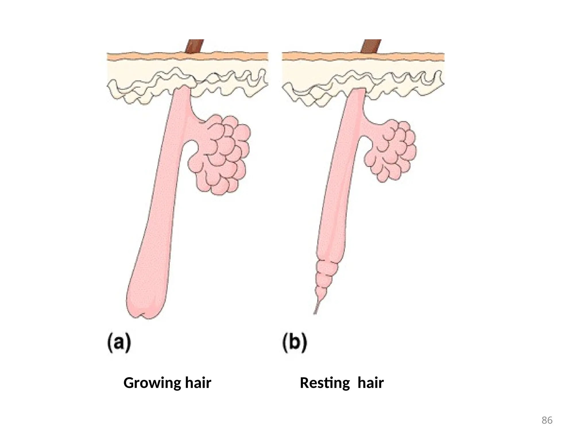 Growing hair Resting hair
86
 