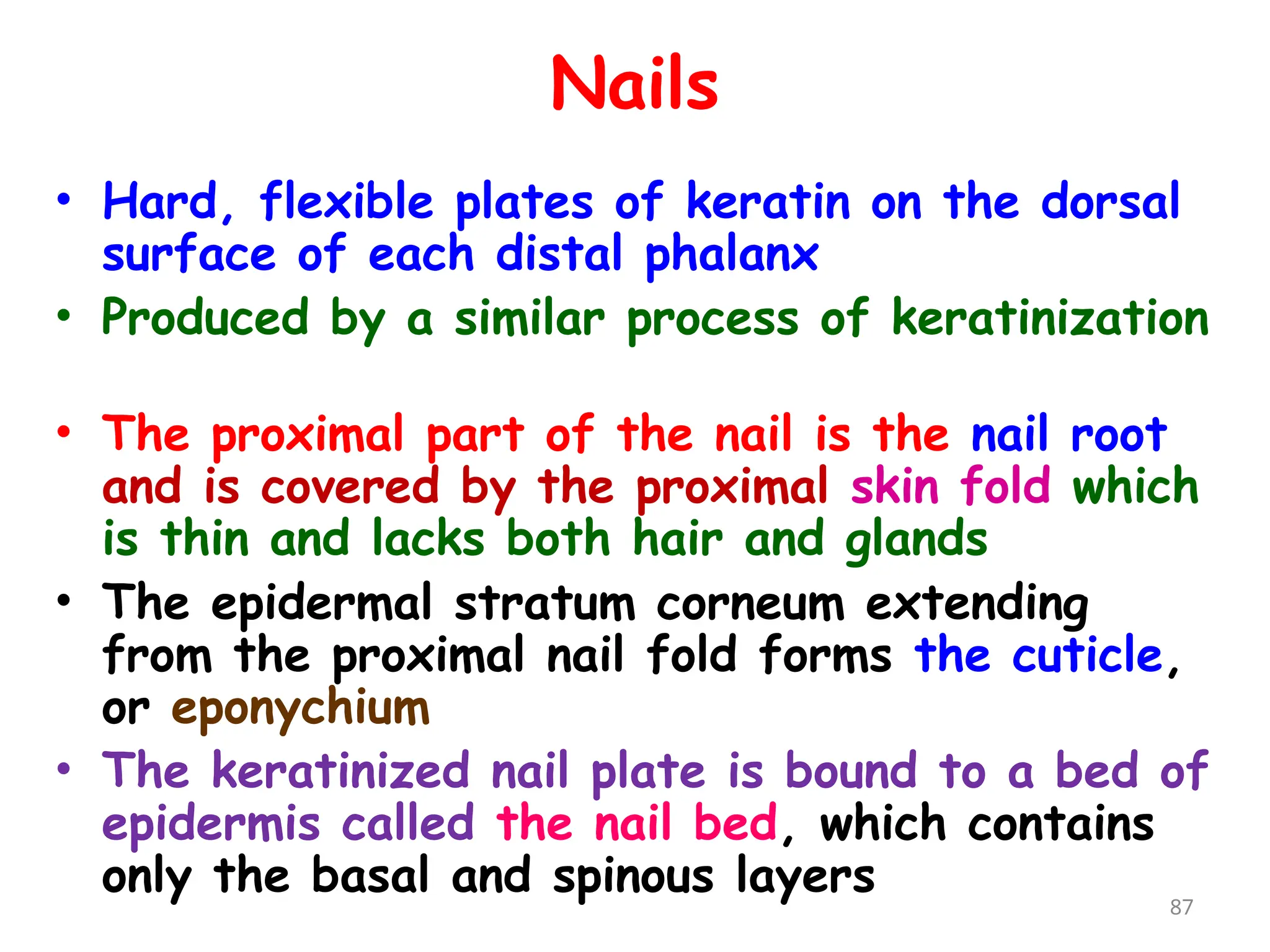 Nails
• Hard, flexible plates of keratin on the dorsal
surface of each distal phalanx
• Produced by a similar process of keratinization
• The proximal part of the nail is the nail root
and is covered by the proximal skin fold which
is thin and lacks both hair and glands
• The epidermal stratum corneum extending
from the proximal nail fold forms the cuticle,
or eponychium
• The keratinized nail plate is bound to a bed of
epidermis called the nail bed, which contains
only the basal and spinous layers 87
 