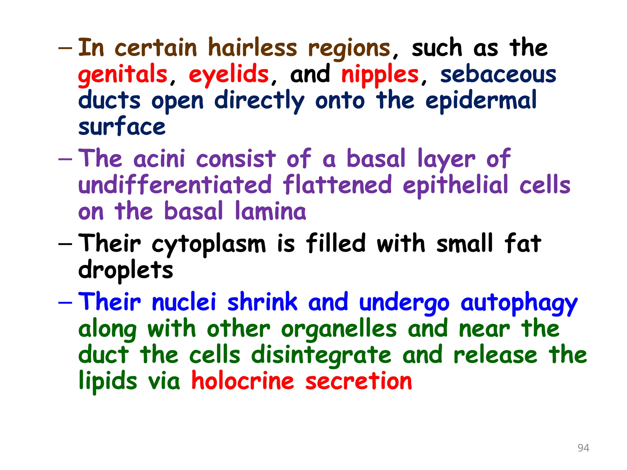 – In certain hairless regions, such as the
genitals, eyelids, and nipples, sebaceous
ducts open directly onto the epidermal
surface
– The acini consist of a basal layer of
undifferentiated flattened epithelial cells
on the basal lamina
– Their cytoplasm is filled with small fat
droplets
– Their nuclei shrink and undergo autophagy
along with other organelles and near the
duct the cells disintegrate and release the
lipids via holocrine secretion
94
 
