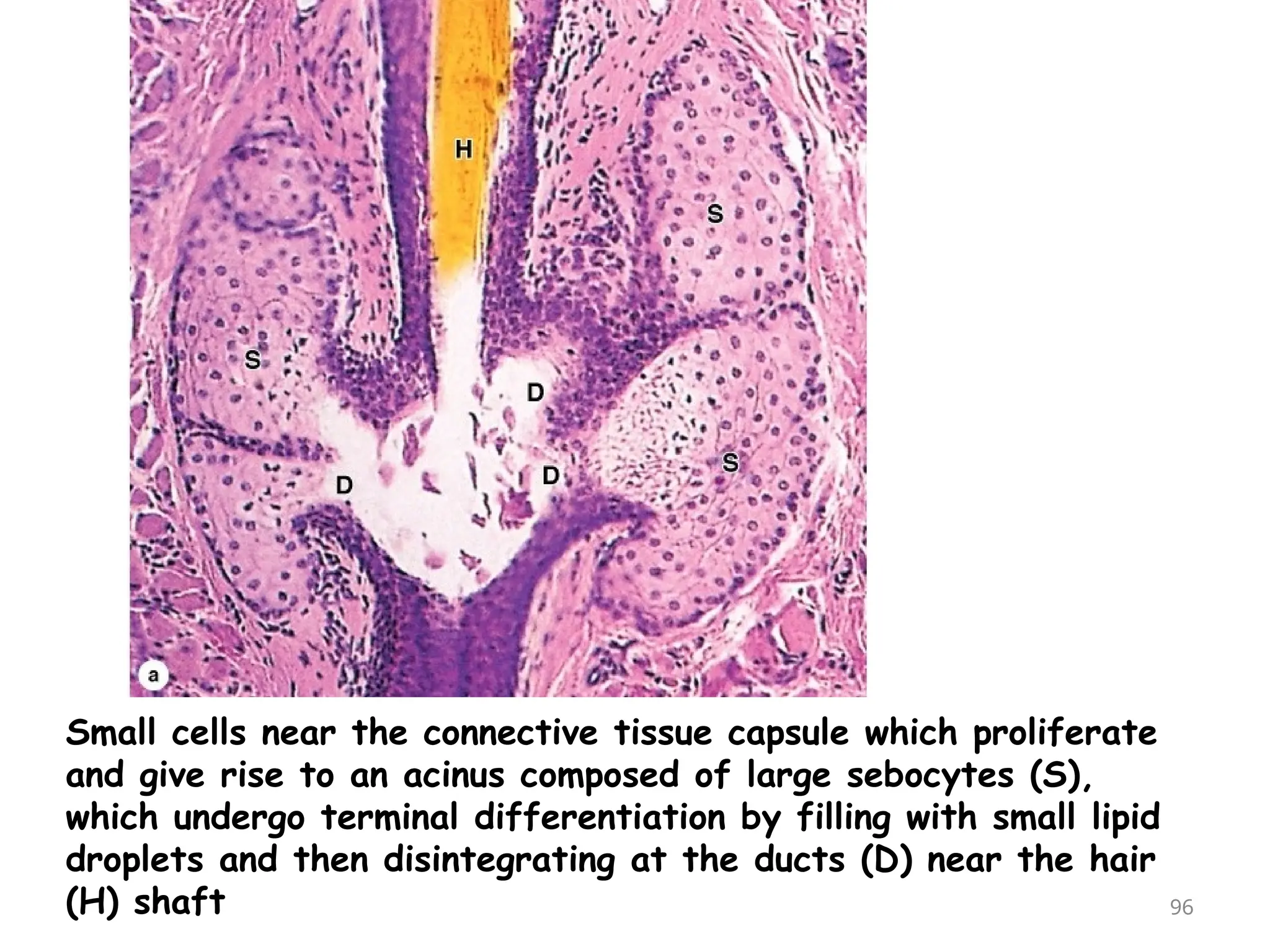 Small cells near the connective tissue capsule which proliferate
and give rise to an acinus composed of large sebocytes (S),
which undergo terminal differentiation by filling with small lipid
droplets and then disintegrating at the ducts (D) near the hair
(H) shaft 96
 