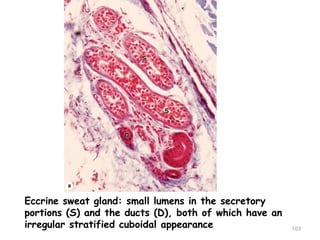 Eccrine sweat gland: small lumens in the secretory
portions (S) and the ducts (D), both of which have an
irregular stratified cuboidal appearance 103
 