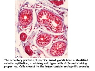 The secretory portions of eccrine sweat glands have a stratified
cuboidal epithelium, containing cell types with different staining
properties. Cells closest to the lumen contain eosinophilic granules.
104
 