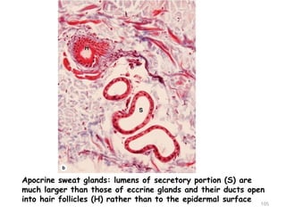 Apocrine sweat glands: lumens of secretory portion (S) are
much larger than those of eccrine glands and their ducts open
into hair follicles (H) rather than to the epidermal surface 105
 