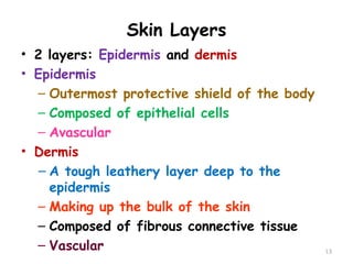 Skin Layers
• 2 layers: Epidermis and dermis
• Epidermis
– Outermost protective shield of the body
– Composed of epithelial cells
– Avascular
• Dermis
– A tough leathery layer deep to the
epidermis
– Making up the bulk of the skin
– Composed of fibrous connective tissue
– Vascular 13
 
