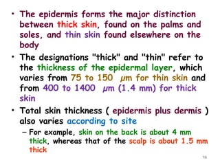 • The epidermis forms the major distinction
between thick skin, found on the palms and
soles, and thin skin found elsewhere on the
body
• The designations "thick" and "thin" refer to
the thickness of the epidermal layer, which
varies from 75 to 150 µm for thin skin and
from 400 to 1400 µm (1.4 mm) for thick
skin
• Total skin thickness ( epidermis plus dermis )
also varies according to site
– For example, skin on the back is about 4 mm
thick, whereas that of the scalp is about 1.5 mm
thick
16
 