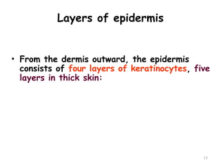 Layers of epidermis
17
• From the dermis outward, the epidermis
consists of four layers of keratinocytes, five
layers in thick skin:
 