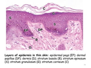 Layers of epidermis in thin skin: epidermal pegs (EP); dermal
papillae (DP); dermis (D); stratum basale (B); stratum spinosum
(S); stratum granulosum (G); stratum corneum (C)
19
 