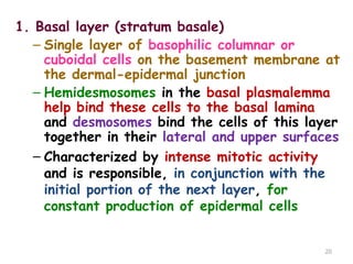 1. Basal layer (stratum basale)
– Single layer of basophilic columnar or
cuboidal cells on the basement membrane at
the dermal-epidermal junction
– Hemidesmosomes in the basal plasmalemma
help bind these cells to the basal lamina
and desmosomes bind the cells of this layer
together in their lateral and upper surfaces
– Characterized by intense mitotic activity
and is responsible, in conjunction with the
initial portion of the next layer, for
constant production of epidermal cells
20
 