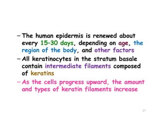 – The human epidermis is renewed about
every 15–30 days, depending on age, the
region of the body, and other factors
– All keratinocytes in the stratum basale
contain intermediate filaments composed
of keratins
– As the cells progress upward, the amount
and types of keratin filaments increase
21
 