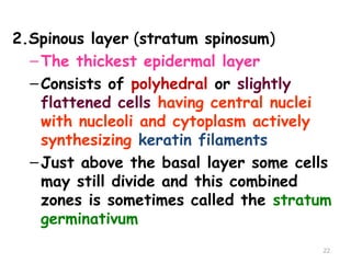2.Spinous layer (stratum spinosum)
–The thickest epidermal layer
–Consists of polyhedral or slightly
flattened cells having central nuclei
with nucleoli and cytoplasm actively
synthesizing keratin filaments
–Just above the basal layer some cells
may still divide and this combined
zones is sometimes called the stratum
germinativum
22
 