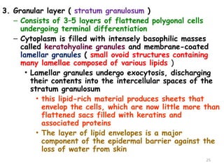 3. Granular layer ( stratum granulosum )
– Consists of 3–5 layers of flattened polygonal cells
undergoing terminal differentiation
– Cytoplasm is filled with intensely basophilic masses
called keratohyaline granules and membrane-coated
lamellar granules ( small ovoid structures containing
many lamellae composed of various lipids )
• Lamellar granules undergo exocytosis, discharging
their contents into the intercellular spaces of the
stratum granulosum
• this lipid-rich material produces sheets that
envelop the cells, which are now little more than
flattened sacs filled with keratins and
associated proteins
• The layer of lipid envelopes is a major
component of the epidermal barrier against the
loss of water from skin
25
 