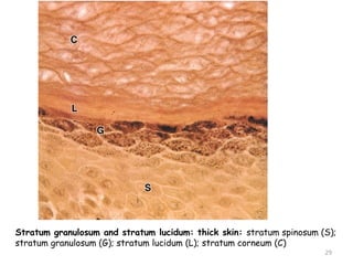 Stratum granulosum and stratum lucidum: thick skin: stratum spinosum (S);
stratum granulosum (G); stratum lucidum (L); stratum corneum (C)
29
 