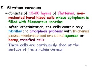 5. Stratum corneum
– Consists of 15–20 layers of flattened, non-
nucleated keratinized cells whose cytoplasm is
filled with filamentous keratins
– After keratinization, the cells contain only
fibrillar and amorphous proteins with thickened
plasma membranes and are called squames or
horny, cornified cells
– These cells are continuously shed at the
surface of the stratum corneum
30
 