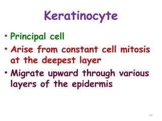 Keratinocyte
33
• Principal cell
• Arise from constant cell mitosis
at the deepest layer
• Migrate upward through various
layers of the epidermis
 
