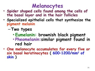 Melanocytes
• Spider shaped cells found among the cells of
the basal layer and in the hair follicles
• Specialized epithelial cells that synthesize the
pigment melanin
–Two types
• Eumelanin: brownish black pigment
• Pheomelanin:similar pigment found in
red hair
• One melanocyte accumulates for every five or
six basal keratinocytes ( 600–1200/mm2
of
skin )
35
 