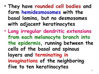 • They have rounded cell bodies and
form hemidesmosomes with the
basal lamina, but no desmosomes
with adjacent keratinocytes
• Long irregular dendritic extensions
from each melanocyte branch into
the epidermis, running between the
cells of the basal and spinous
layers and terminating in
invaginations of the neighboring
five to ten keratinocytes
36
 