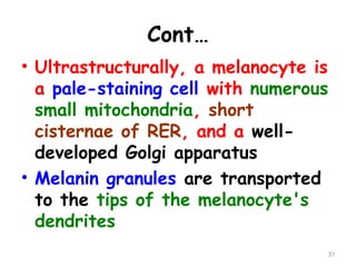 Cont…
• Ultrastructurally, a melanocyte is
a pale-staining cell with numerous
small mitochondria, short
cisternae of RER, and a well-
developed Golgi apparatus
• Melanin granules are transported
to the tips of the melanocyte's
dendrites
37
 
