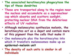 • The associated keratinocytes phagocytose the
tips of these dendrites
• These are transported along to the region near
the nucleus and accumulate as a supranuclear
cap which absorbs and scatters sunlight,
protecting nuclear DNA from the deleterious
effects of UV radiation
• Although melanocytes synthesize melanin, the
keratinocytes act as a depot and contain more
of this pigment than the cells that make it
• One melanocyte plus the keratinocytes into
which it transfers melanosomes make up an
epidermal-melanin unit
• The density of such units is similar in all
individuals 38
 