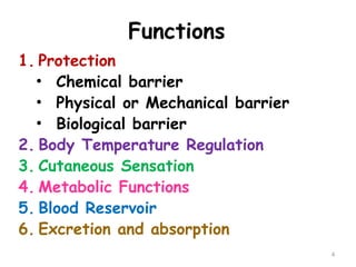 Functions
1. Protection
• Chemical barrier
• Physical or Mechanical barrier
• Biological barrier
2. Body Temperature Regulation
3. Cutaneous Sensation
4. Metabolic Functions
5. Blood Reservoir
6. Excretion and absorption
4
 