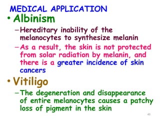 MEDICAL APPLICATION
• Albinism
–Hereditary inability of the
melanocytes to synthesize melanin
–As a result, the skin is not protected
from solar radiation by melanin, and
there is a greater incidence of skin
cancers
• Vitiligo
–The degeneration and disappearance
of entire melanocytes causes a patchy
loss of pigment in the skin
40
 